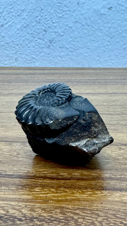 Schwarzes Ammonitenfossil mit versteinerter Basis.