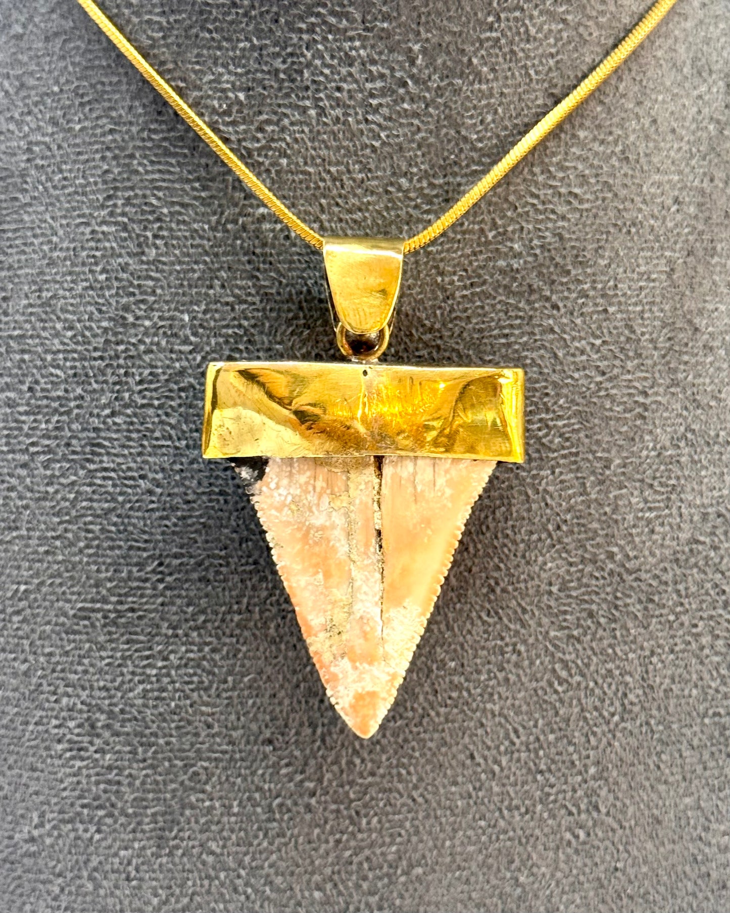 Dent de mégalodon fossilisée avec ammonite dans du laiton