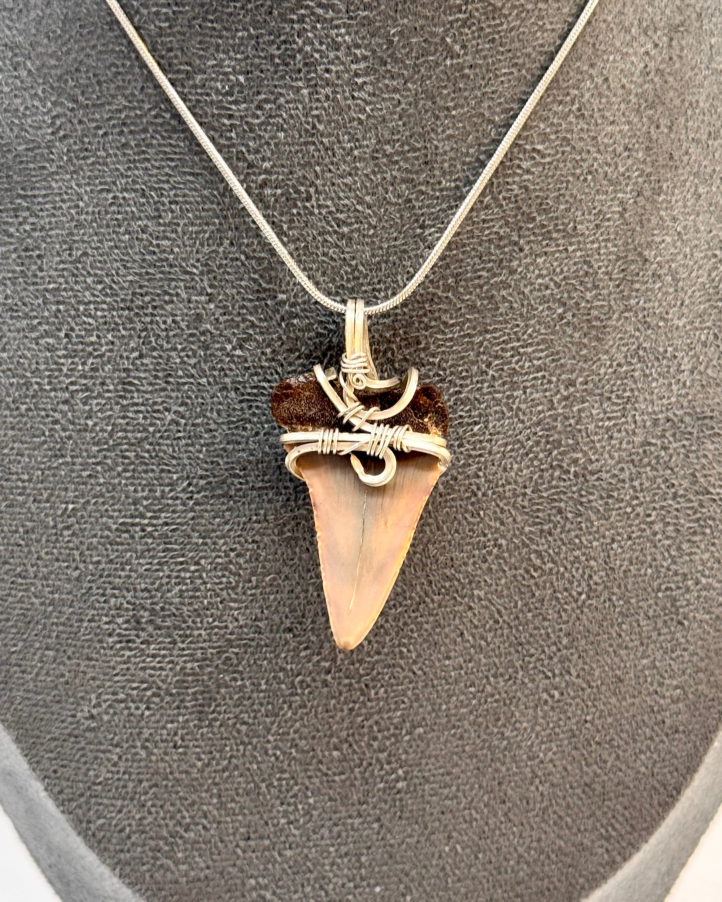 Dent de mégalodon fossilisée avec œil de tigre en argent