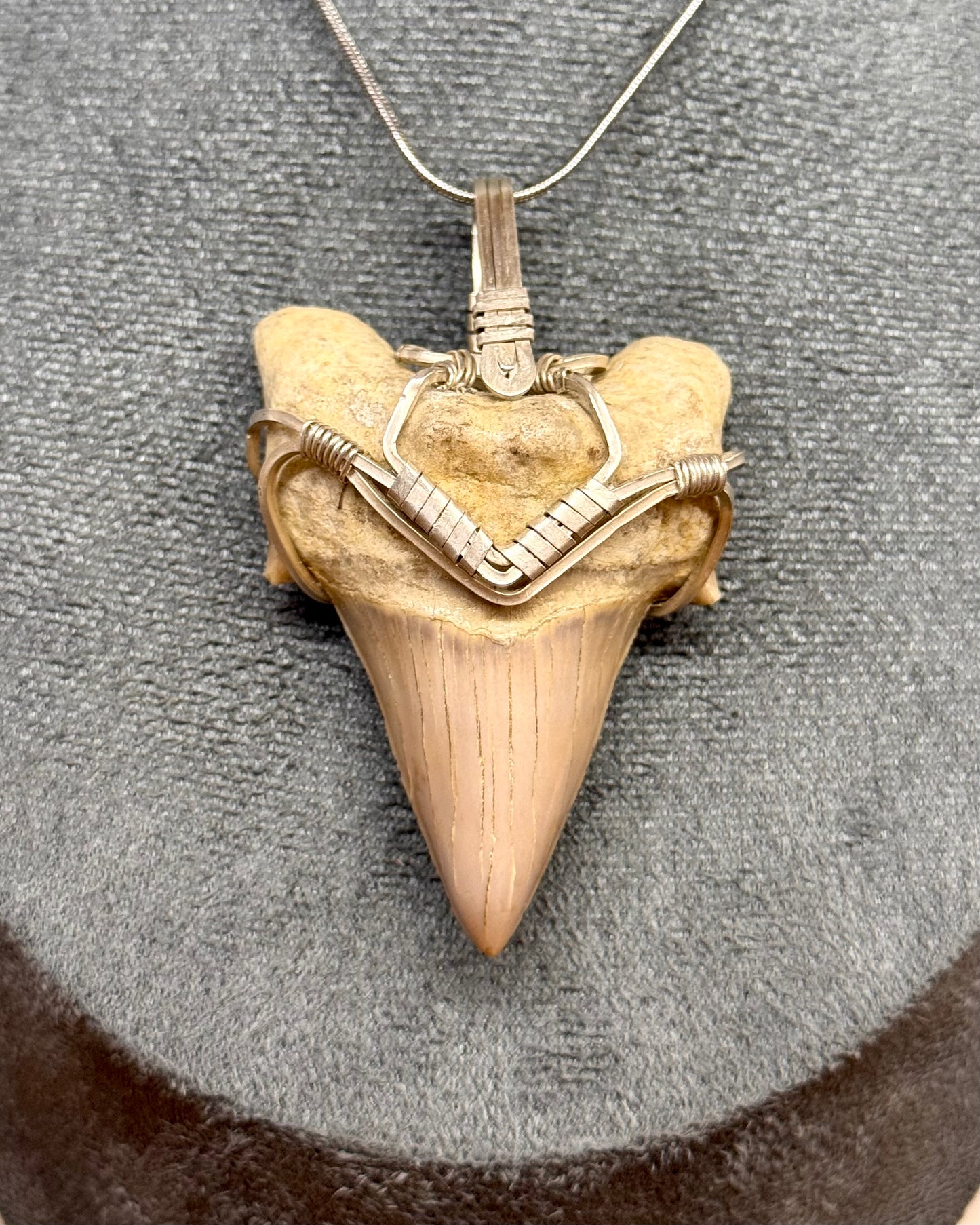 Diente Fósil de Megalodón en alambre de Plata