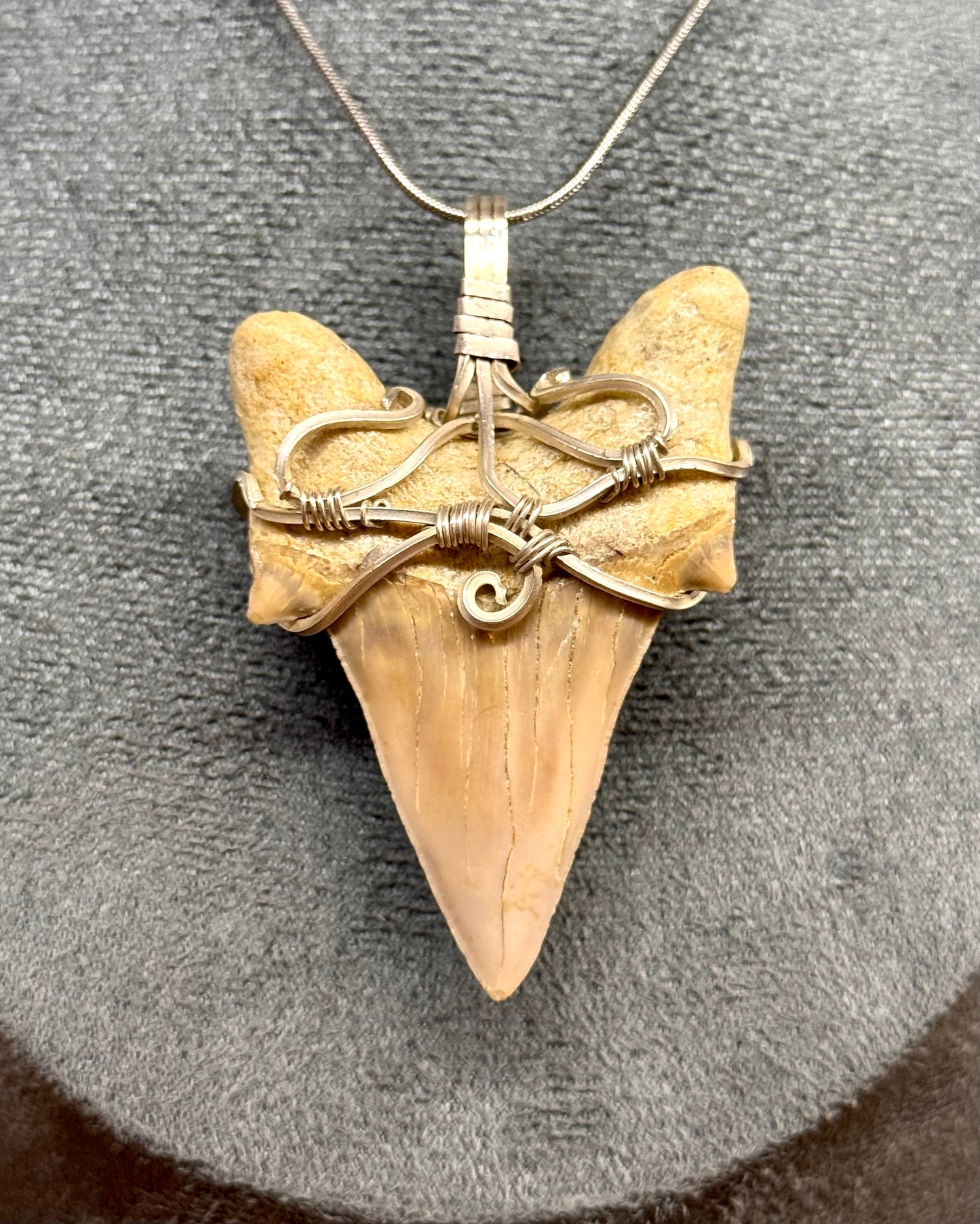 Diente Fósil de Megalodón en alambre de Plata