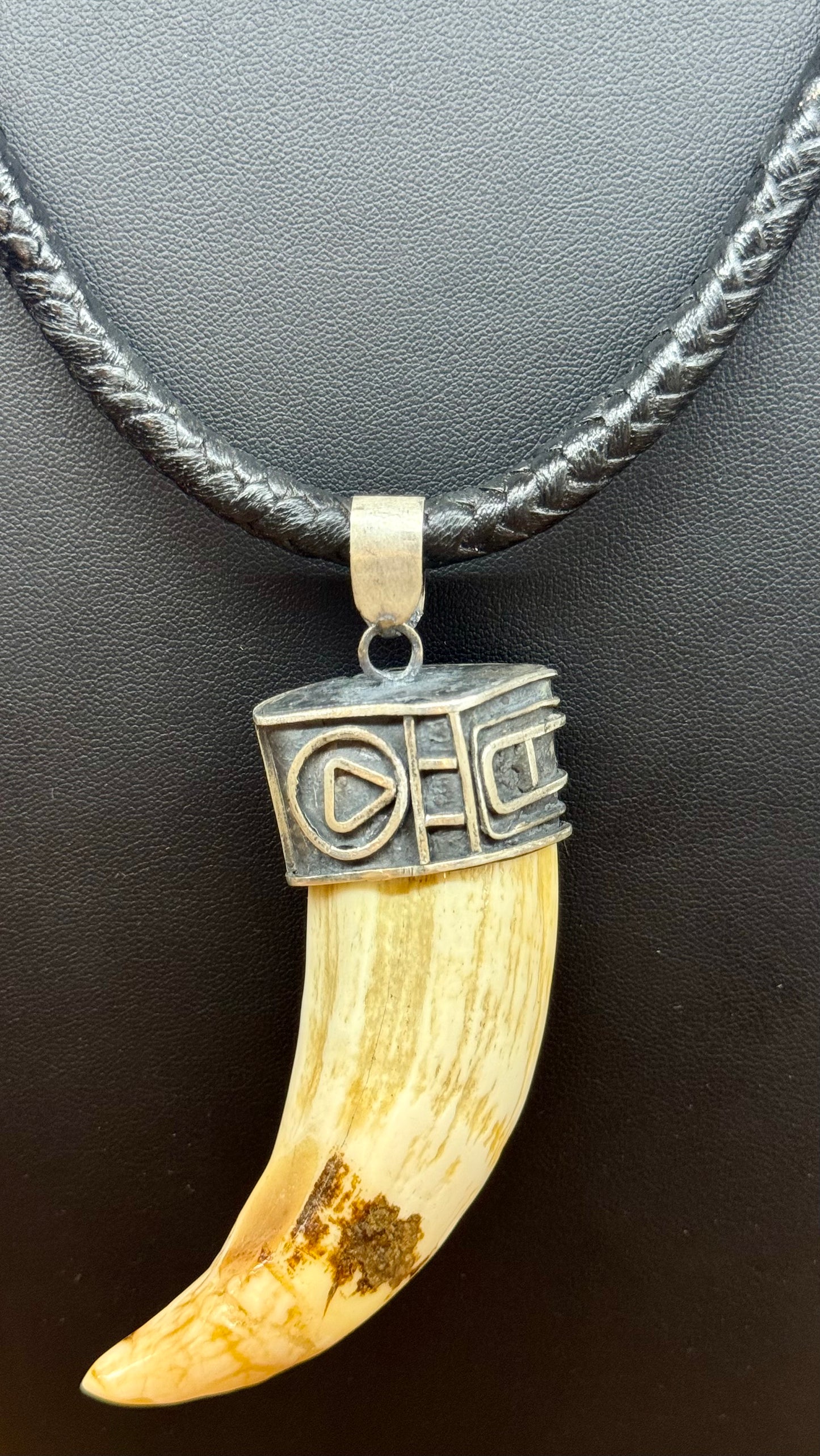 Collar de colmillo de León marino en plata cromada