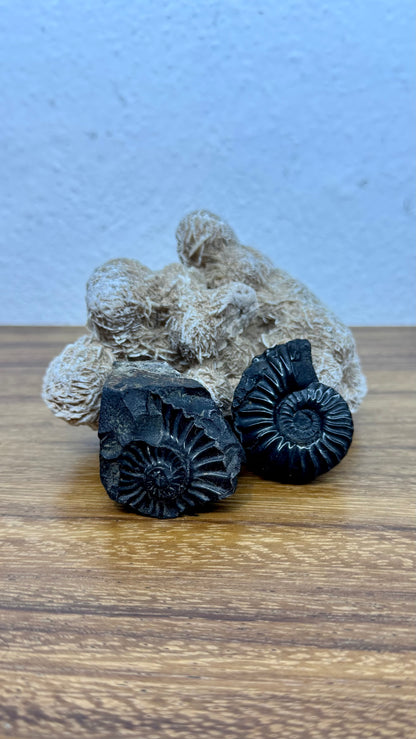Schwarzes Ammonitenfossil mit versteinerter Basis.