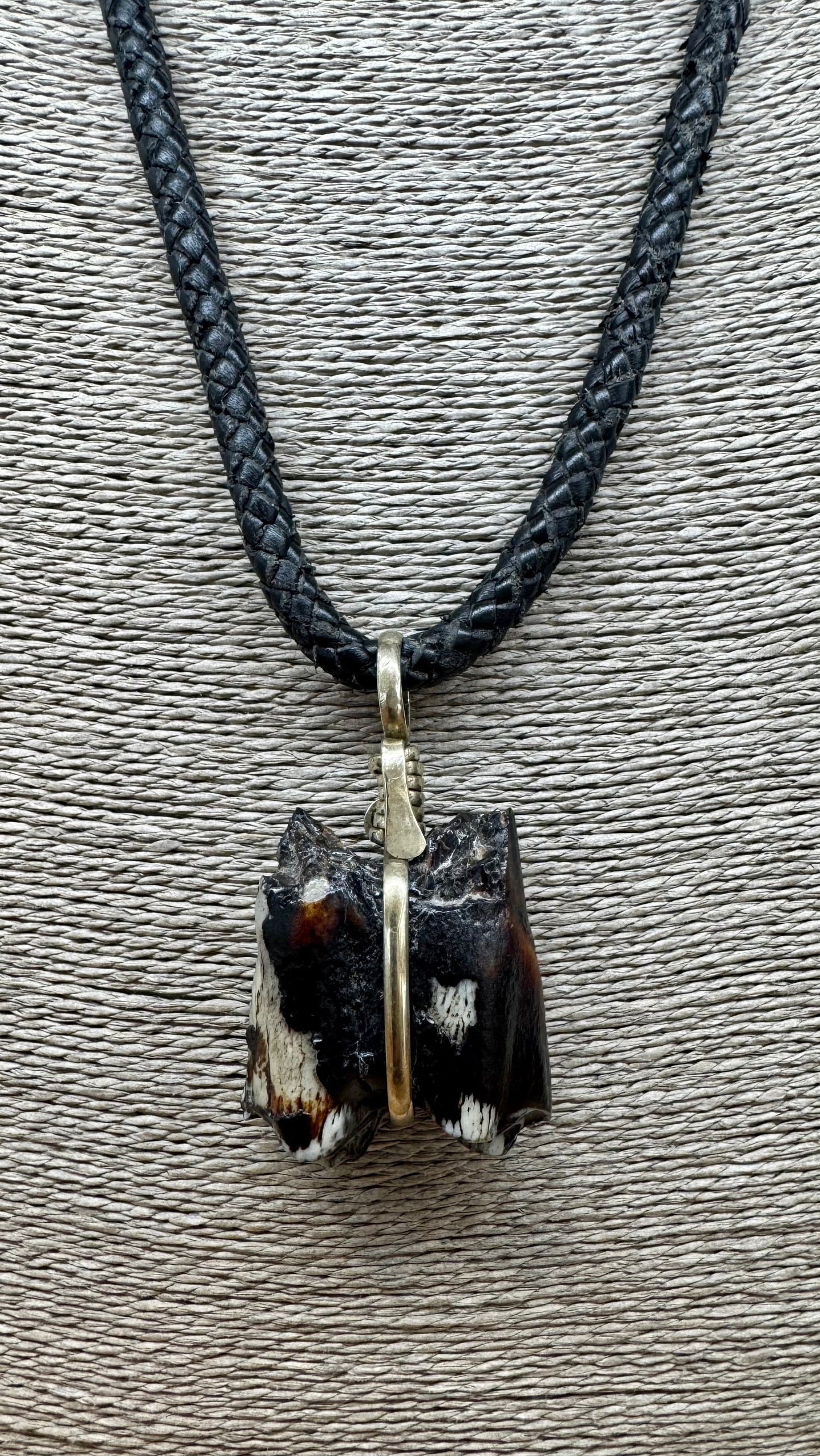 Muela Fósil de Okapi