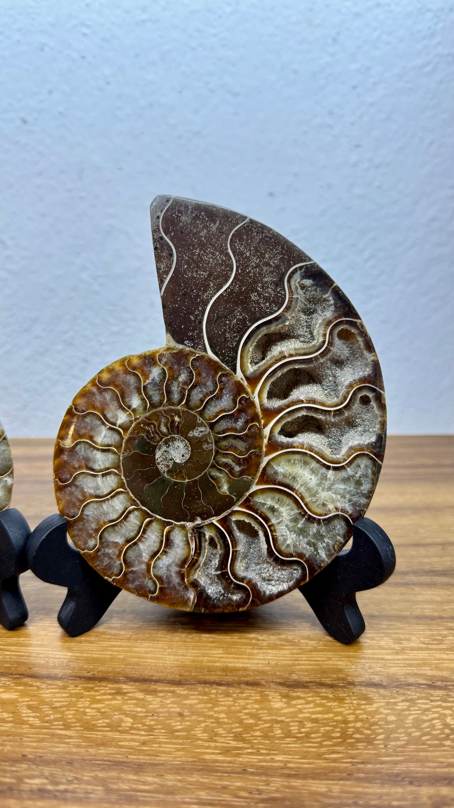 Amonite Fósil con sus dos mitades.