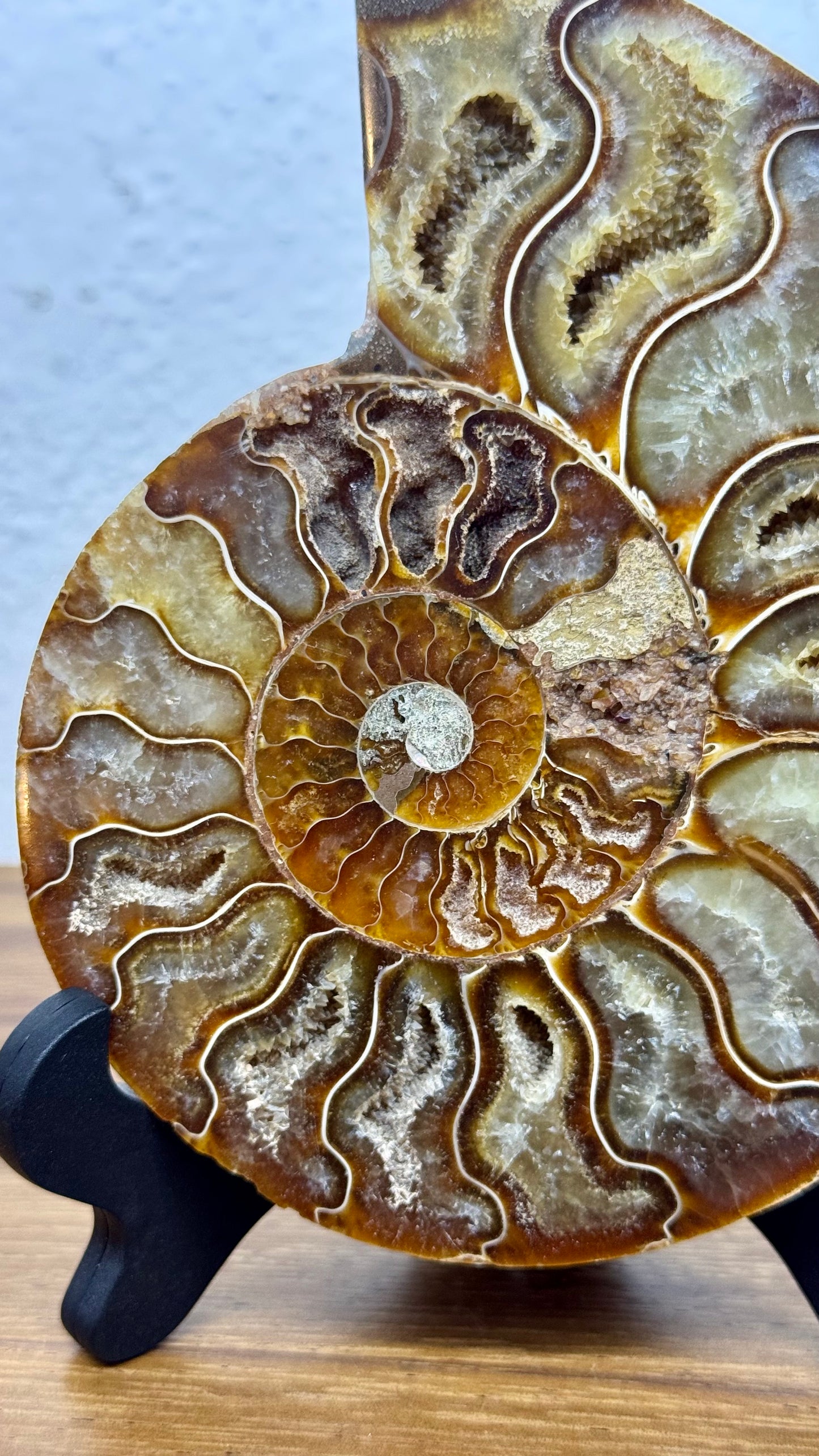 Amonite Fósil de colección