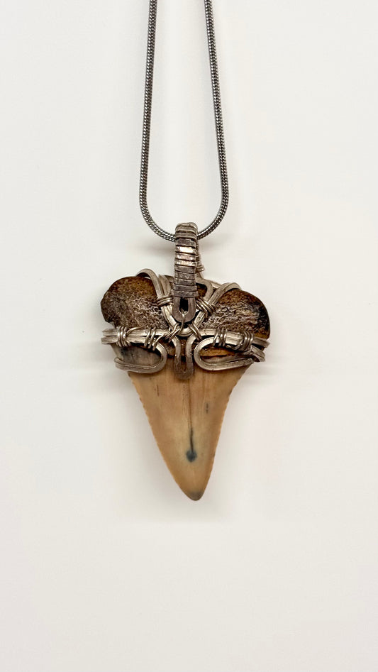 Diente fósil de Megalodón en plata