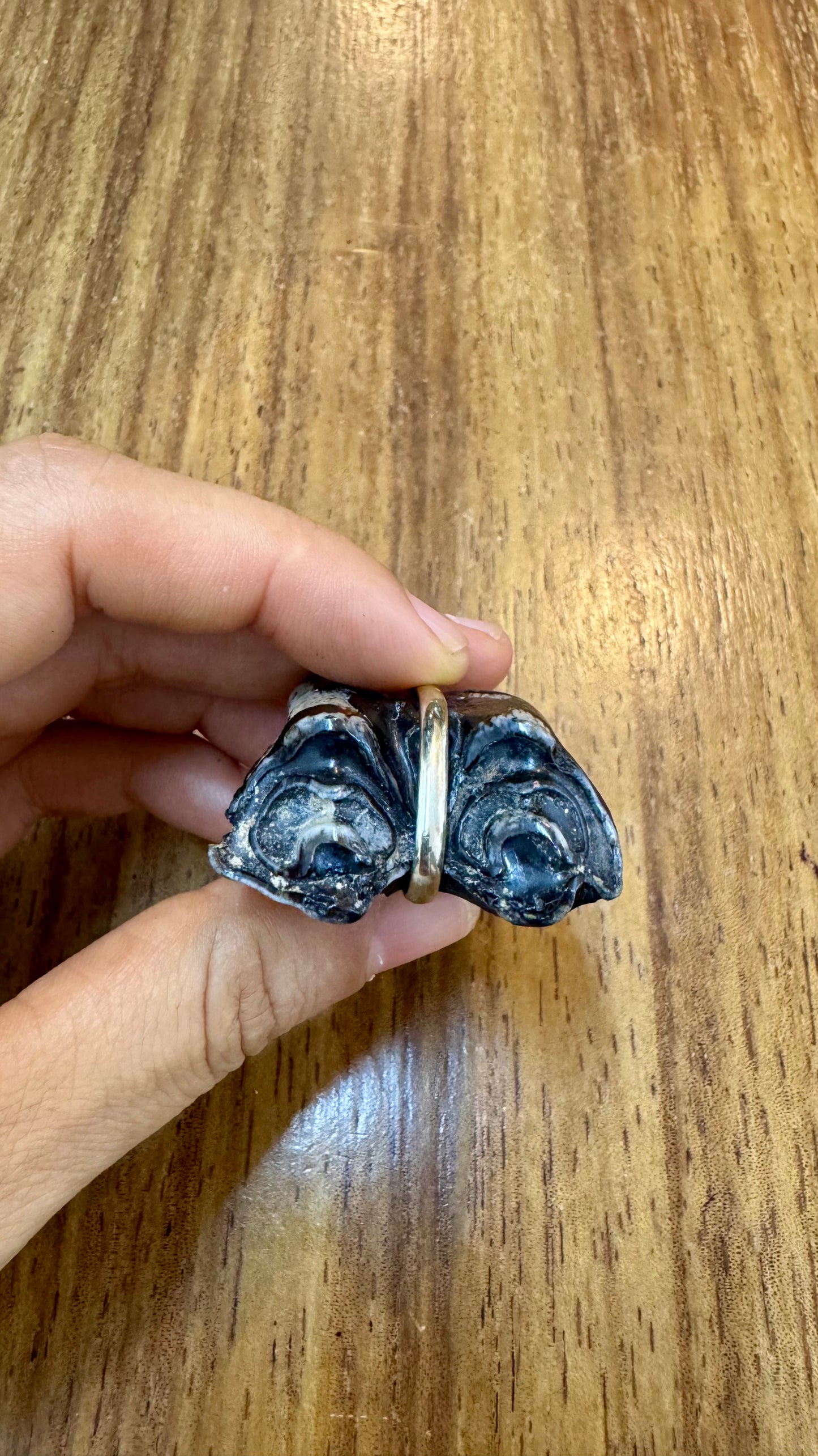 Muela Fósil de Okapi