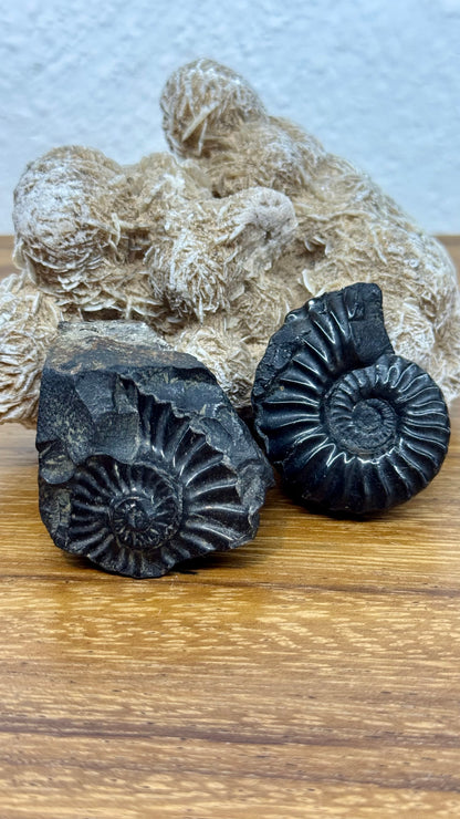 Schwarzes Ammonitenfossil mit versteinerter Basis.