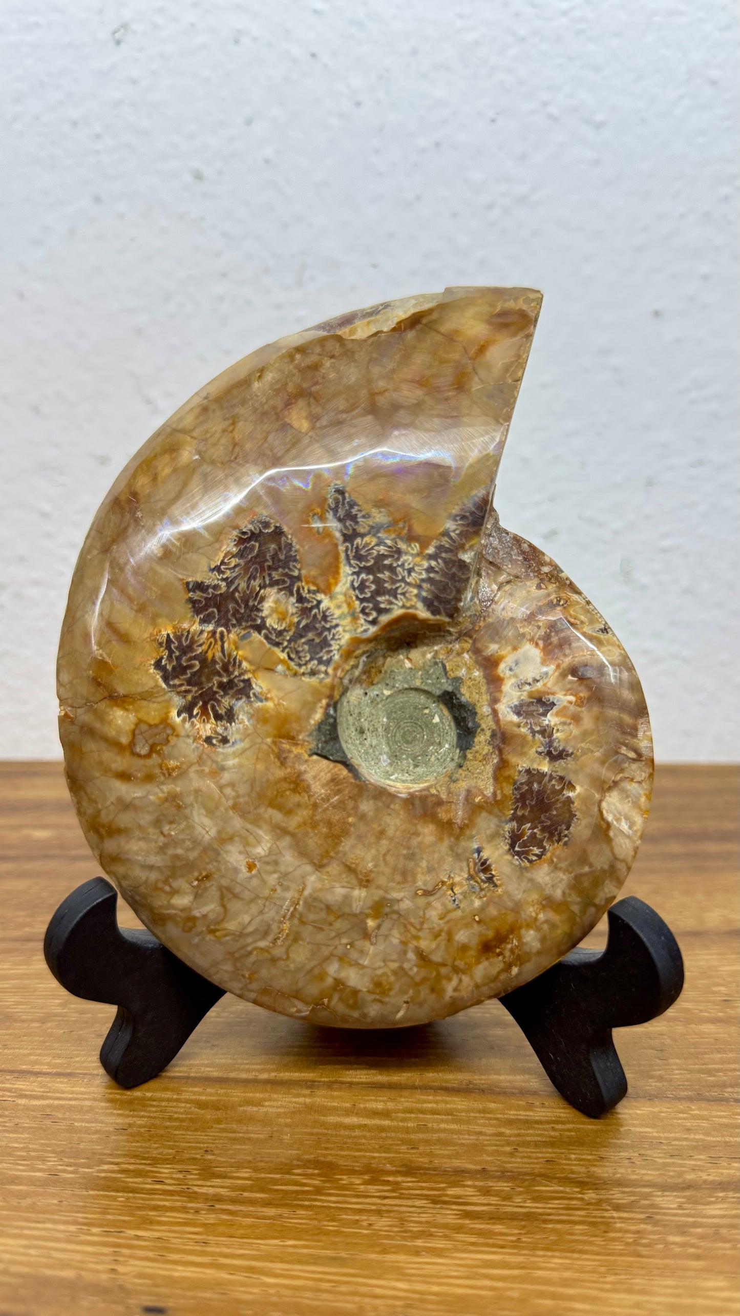 Amonite Fósil de colección