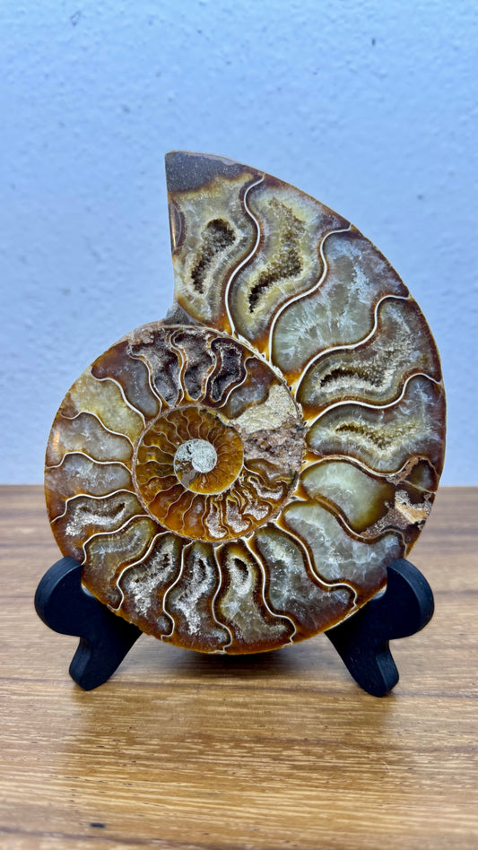 Amonite Fósil de colección