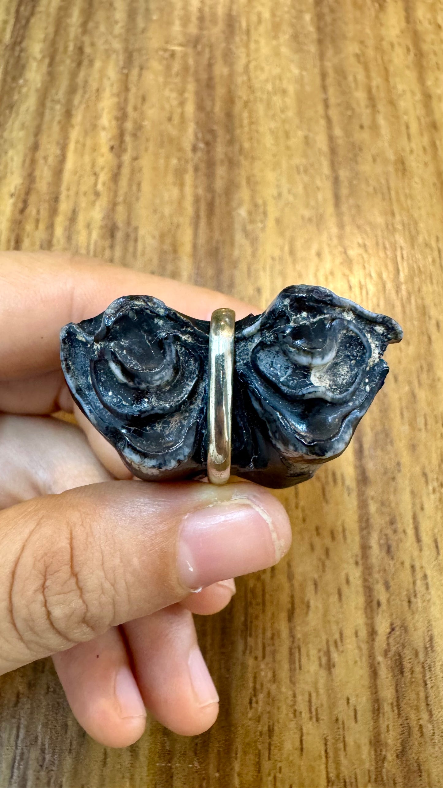 Muela Fósil de Okapi