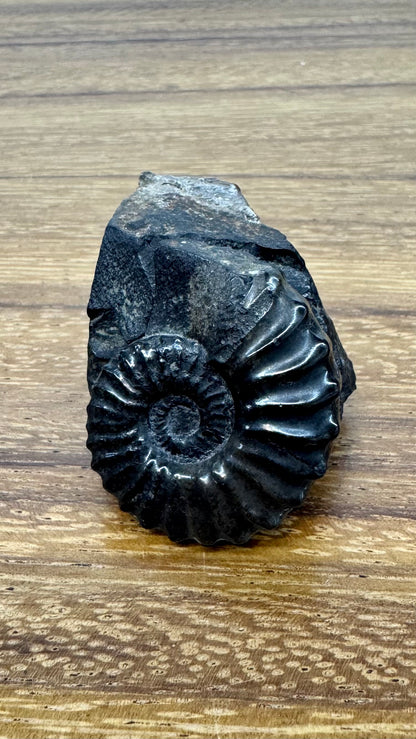 Schwarzes Ammonitenfossil mit versteinerter Basis.