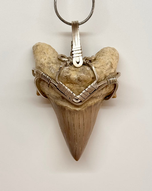 Diente Fósil de Megalodón en alambre de Plata