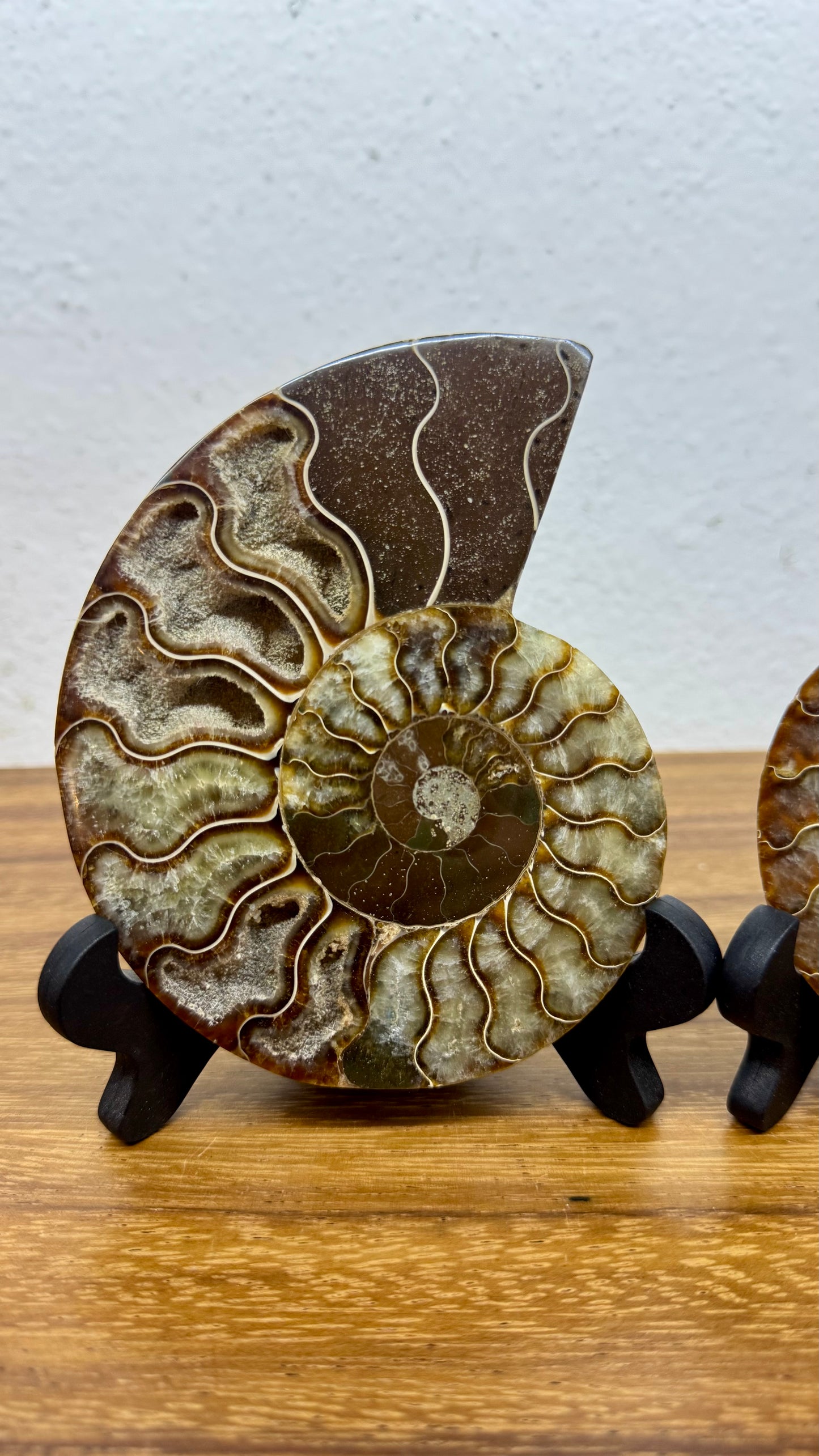 Amonite Fósil con sus dos mitades.