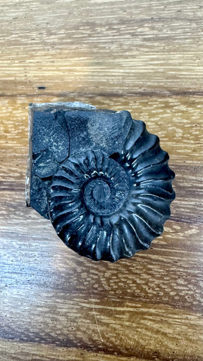 Schwarzes Ammonitenfossil mit versteinerter Basis.