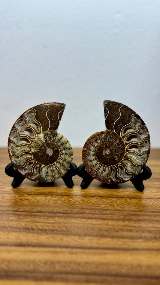 Amonite Fósil con sus dos mitades.