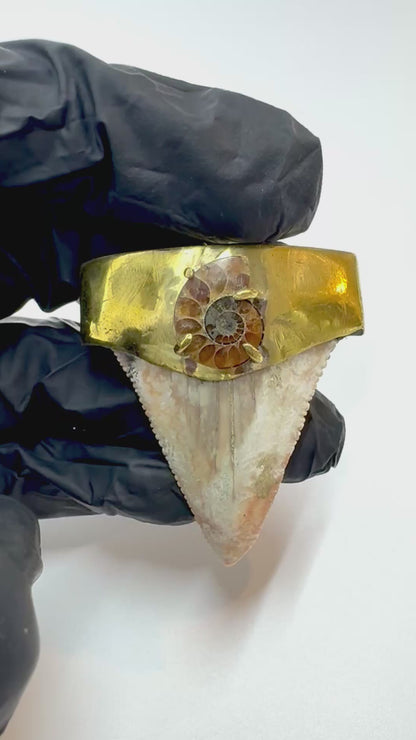 Dente fóssil de megalodonte com amonite em latão
