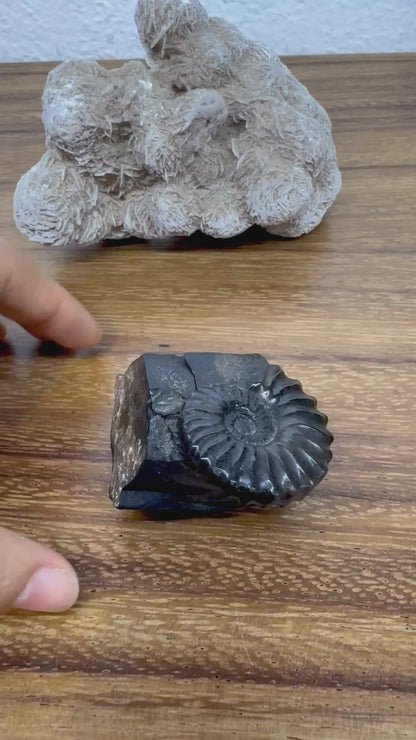 Schwarzes Ammonitenfossil mit versteinerter Basis.